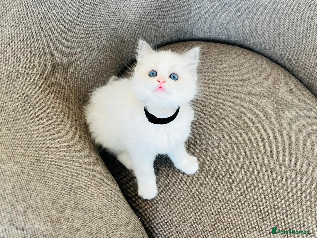 Ragdoll cats for sale: Pure Stunning Ragdoll Kittens - Image 9