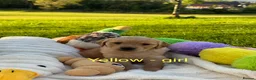 Golden Retriever dogs for sale: MGolden Retriever Puppies – Ready from 12th June - Advert 3