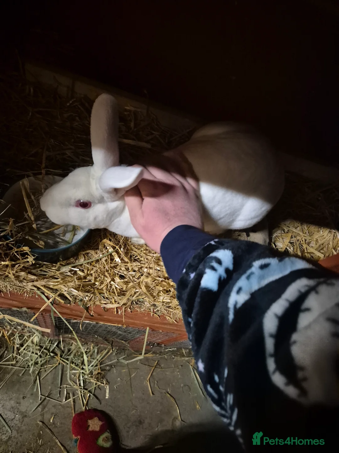 Rex rabbits for sale: Pedro - REW BUCK STANDARD REX - Advert 3