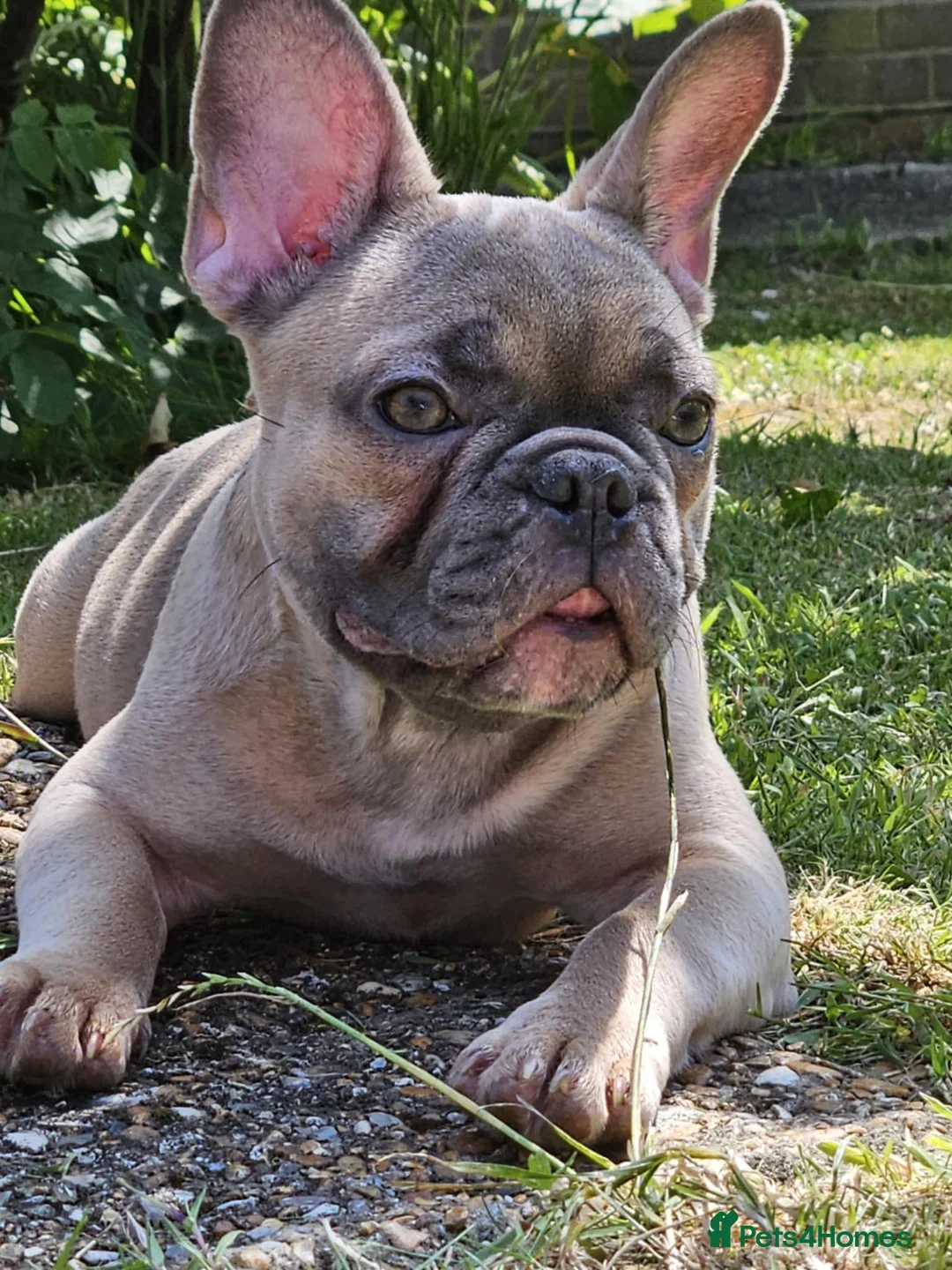 Frug dogs for sale: Female Frug - Advert 5