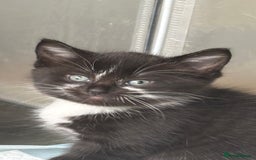 Mixed Breed cats for sale: 4 beautiful kittens - Image 5