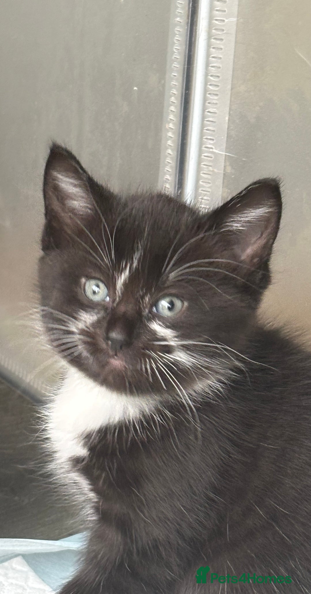 Mixed Breed cats for sale: 4 beautiful kittens - Image 5