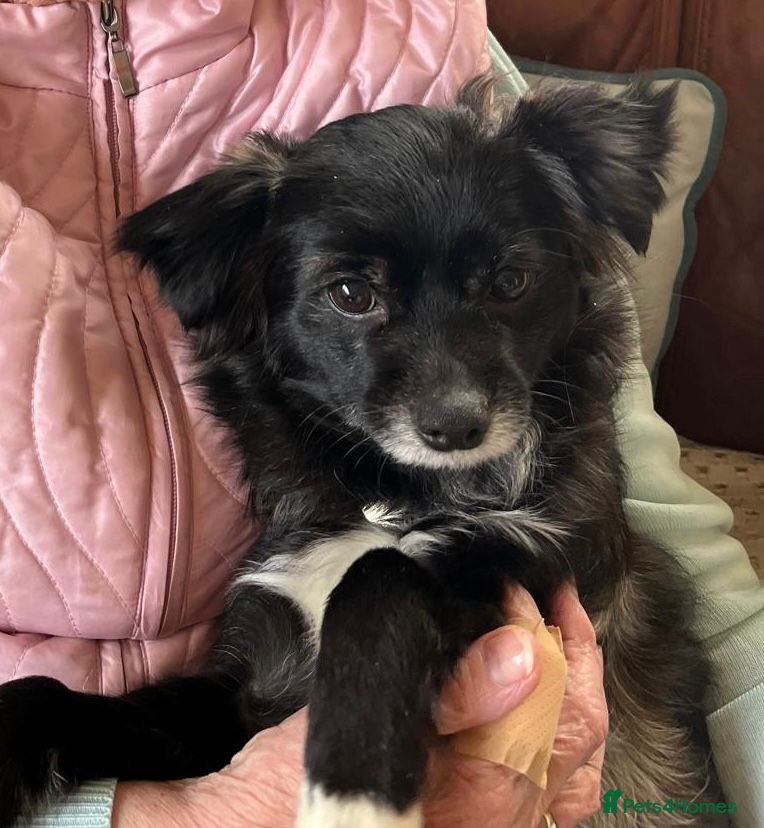 Mixed Breed dogs Lira  in Market Harborough - Advert 1