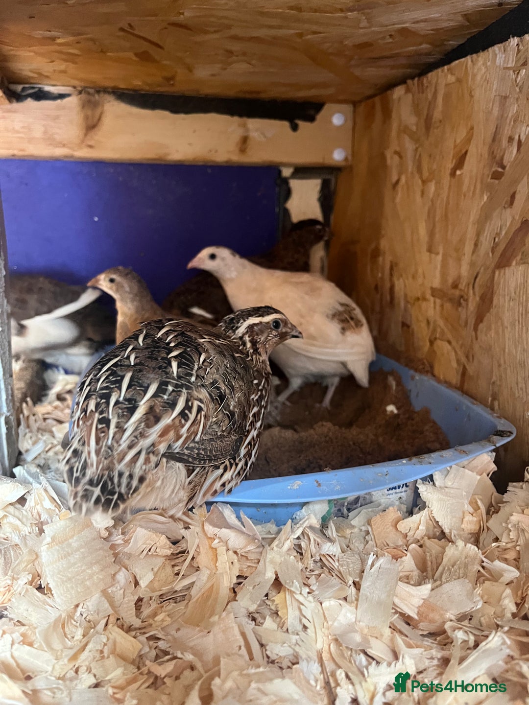 Quail poultry for sale: Mixture of Coturnix Quail - Image 3