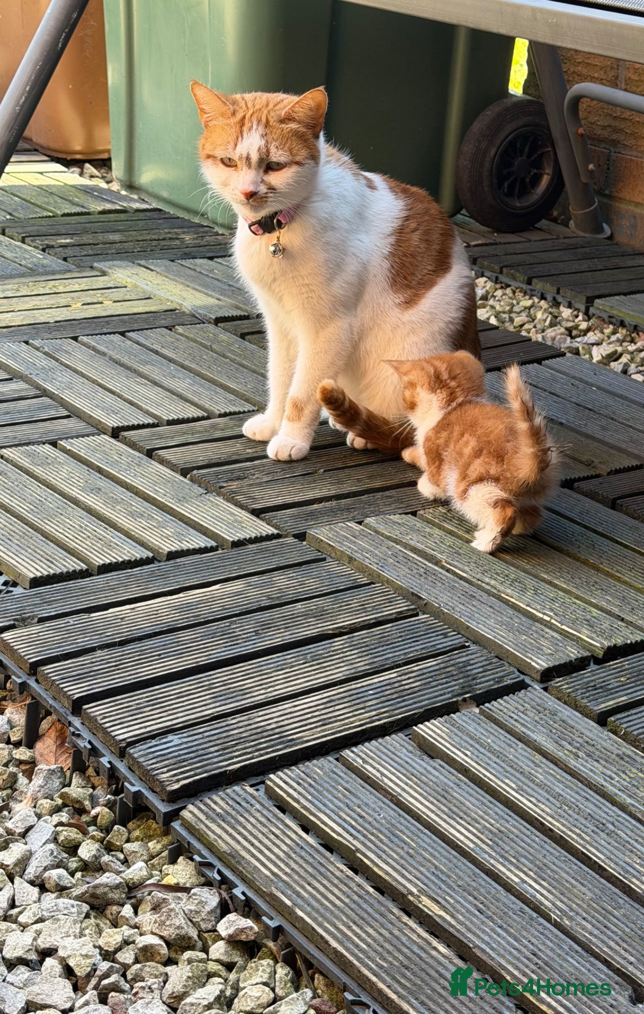 Mixed Breed cats 2 kittens ready for new homes - Advert 10