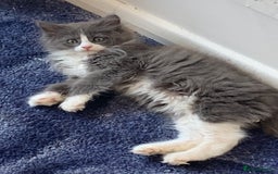 Maine Coon cats for sale: 6 beautiful maine coon kittens - Image 3