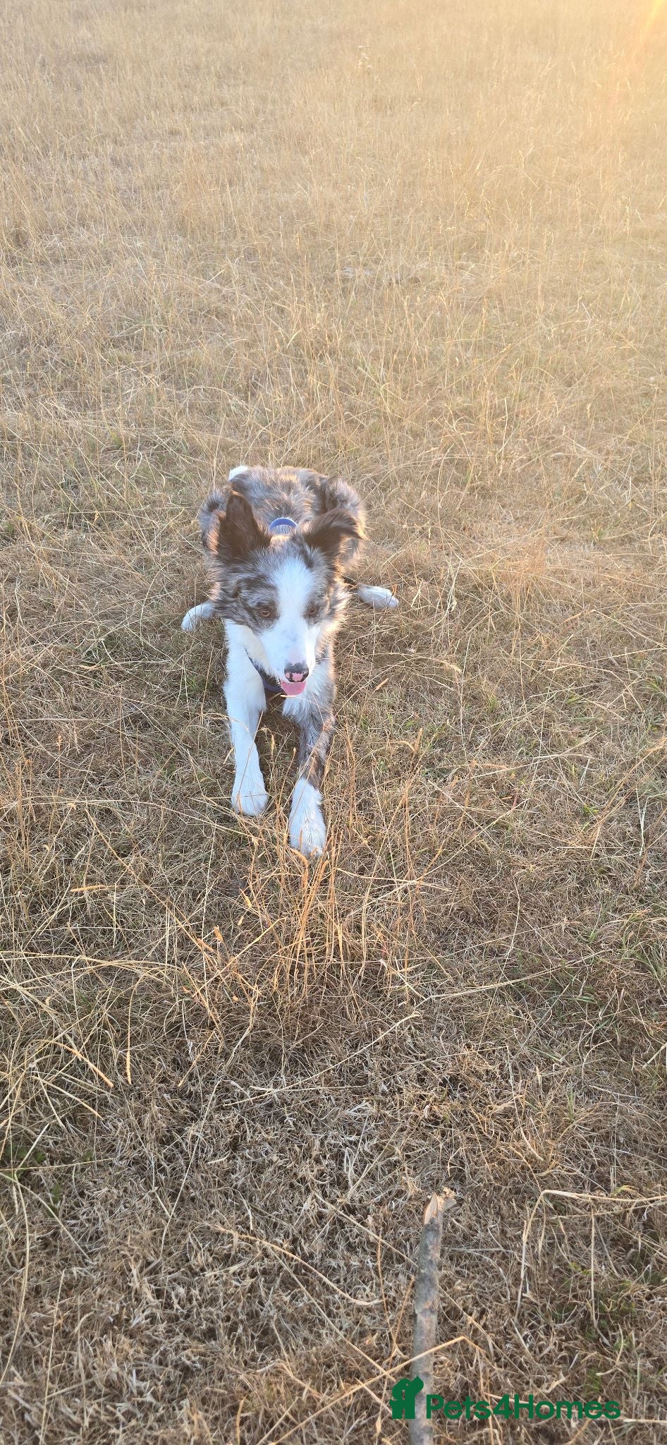 Border Collie dogs For stud - Advert 1