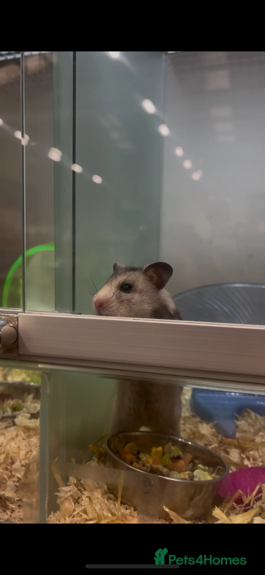 Hamster rodents for sale: White and grey Syrian hamster  in Gravesend - Advert 3