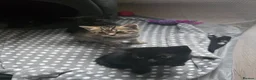 Mixed Breed cats for sale: 5 Beautiful kittens tabby and black - Advert 4