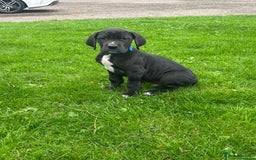 Great Dane dogs for sale: Outstanding litter of Great Danes  - Image 18