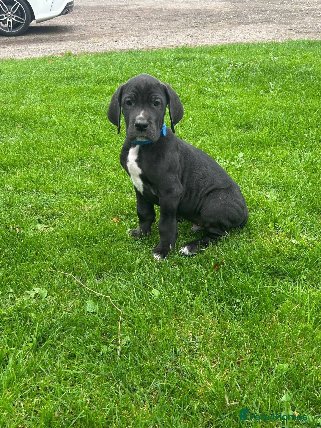 Great Dane dogs for sale: Outstanding litter of Great Danes  - Image 18
