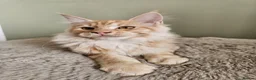 Maine Coon cats for sale: Beautiful Maine Coon kittens  - Advert 11