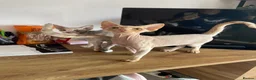Devon Rex cats for sale: very beautiful Devon Rex boy - Advert 7