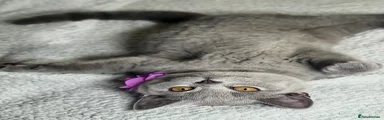 Purple Kitten
