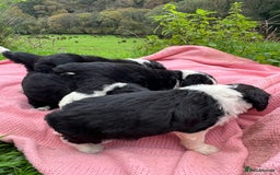 Bordoodle dogs for sale: Adorable Bordoodle (collie-poo) pups for sale  - Image 7