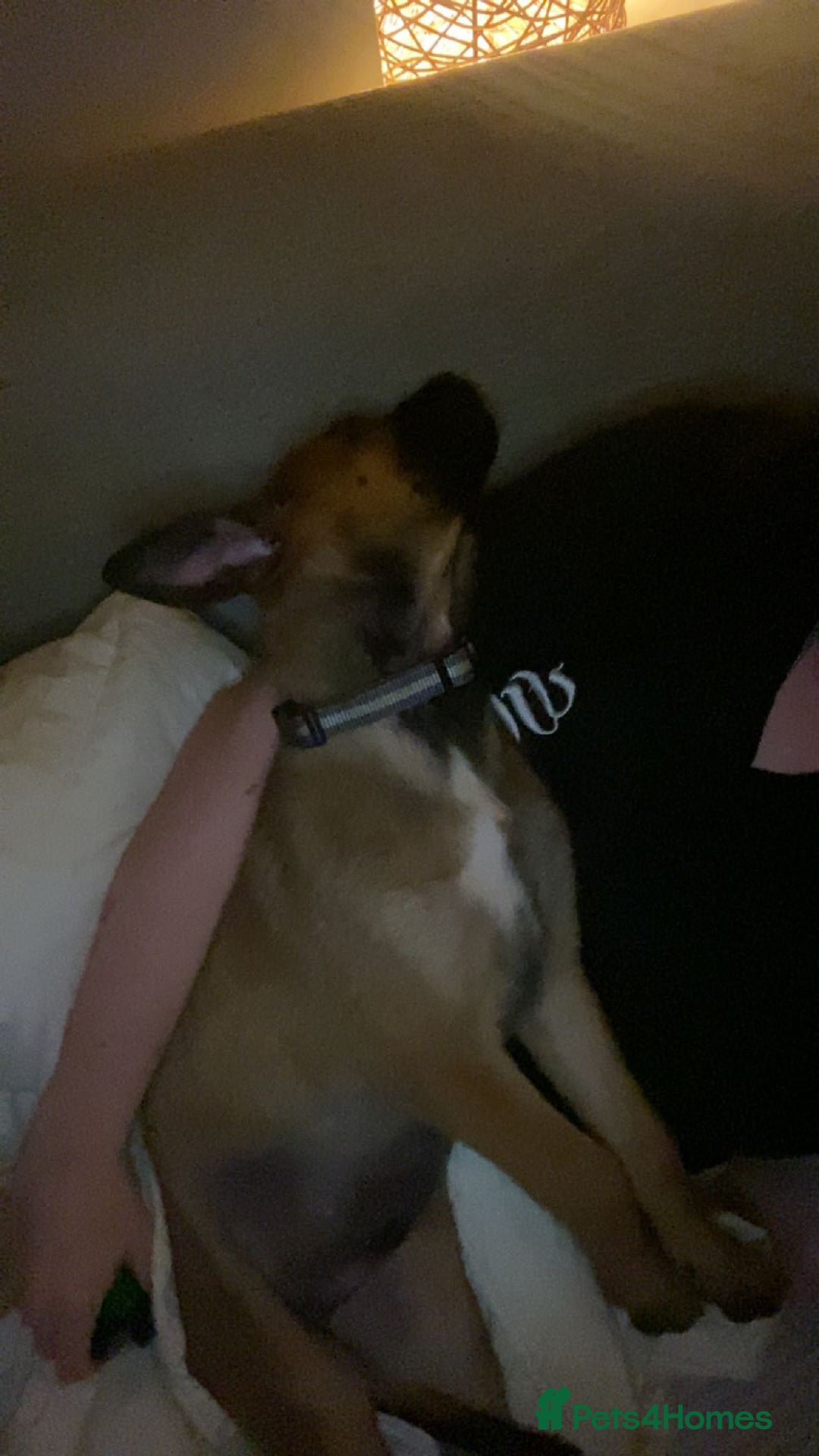 Belgian Shepherd Dog dogs for sale: Belgian malonis - Image 6