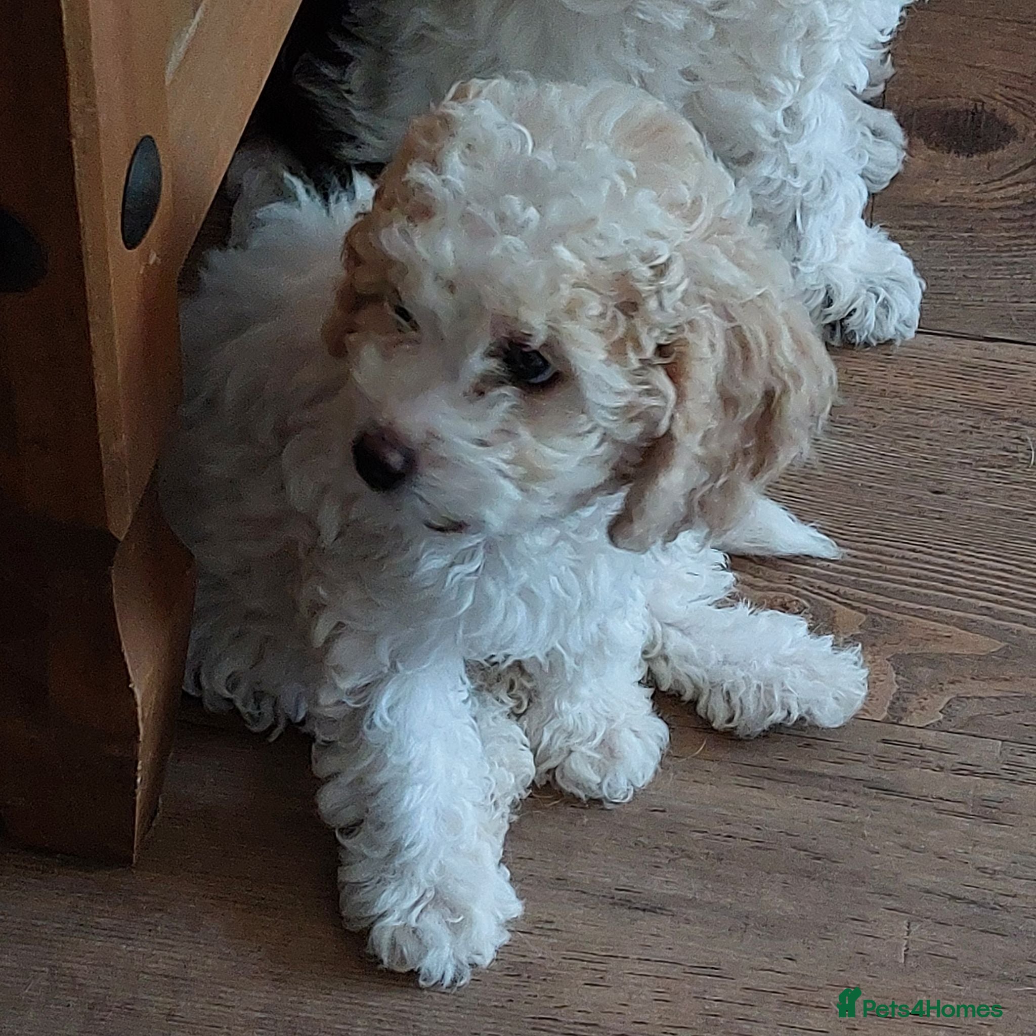 Cockapoo dogs Beautiful American cockapoo pups F1b - Advert 2