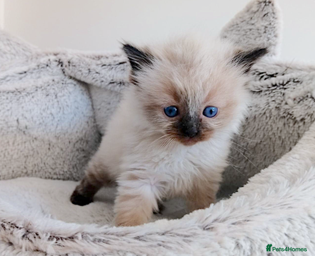 Ragdoll cats for sale: INDOOR FULL PEDIGREE RAGDOLL KITTENS - Image 13