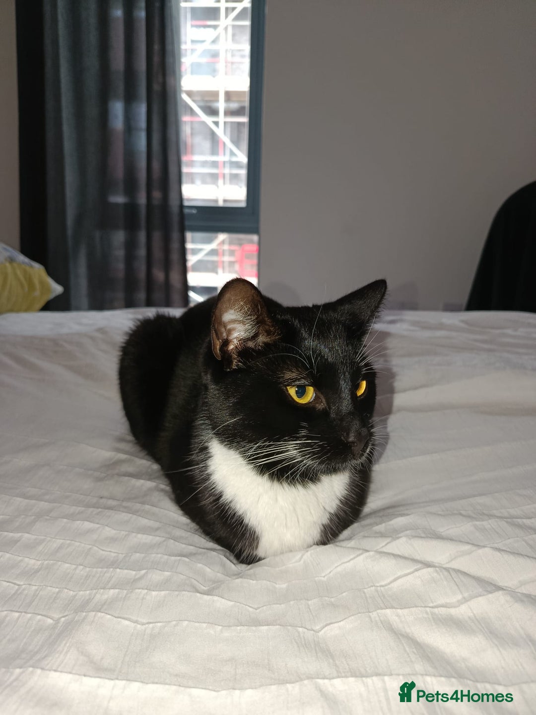 Mixed Breed cats for sale: Lovely Bonded pair (M+F) - must stay together - Advert 5