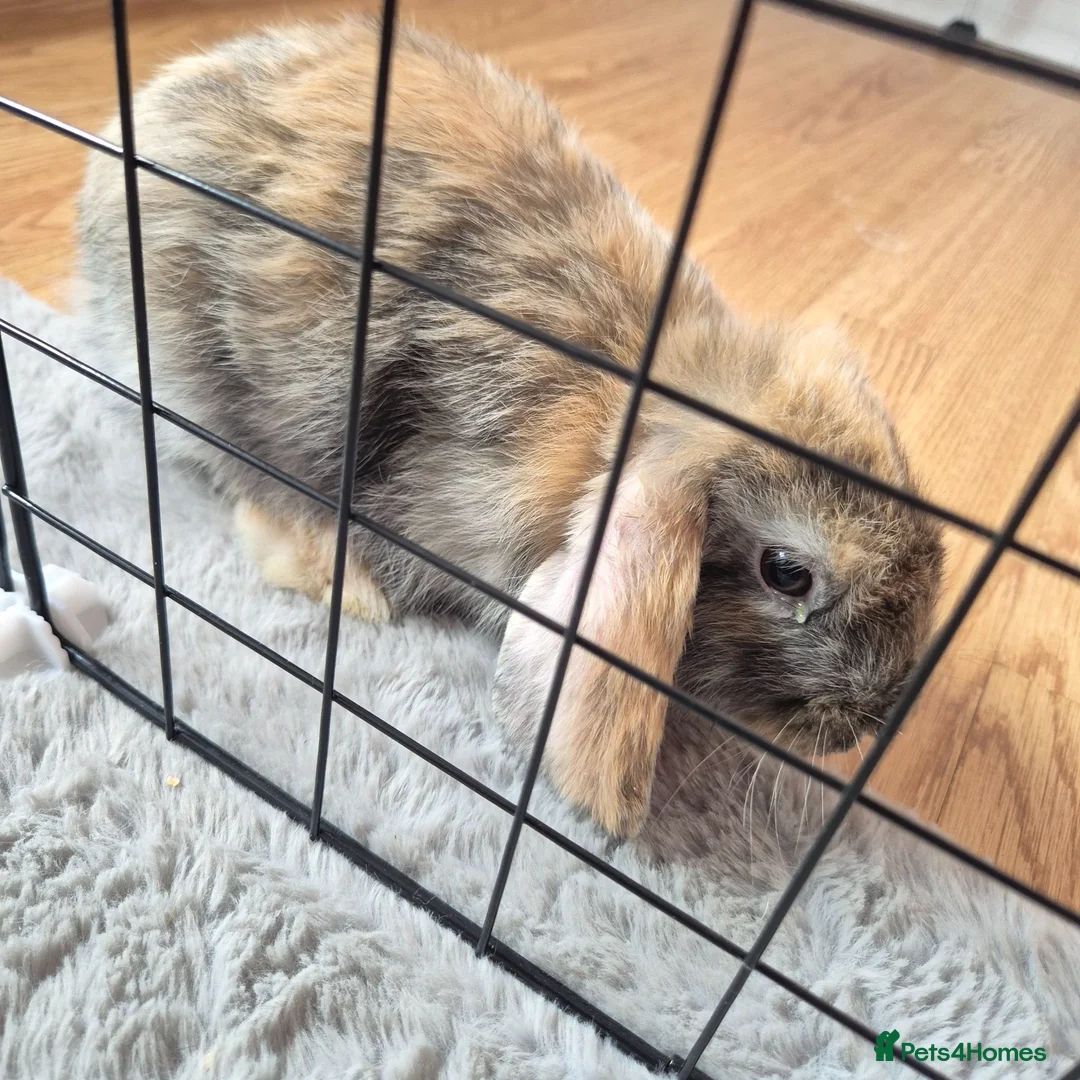 Mini Lop rabbits for sale: 11 week old Male rabbit  - Advert 1