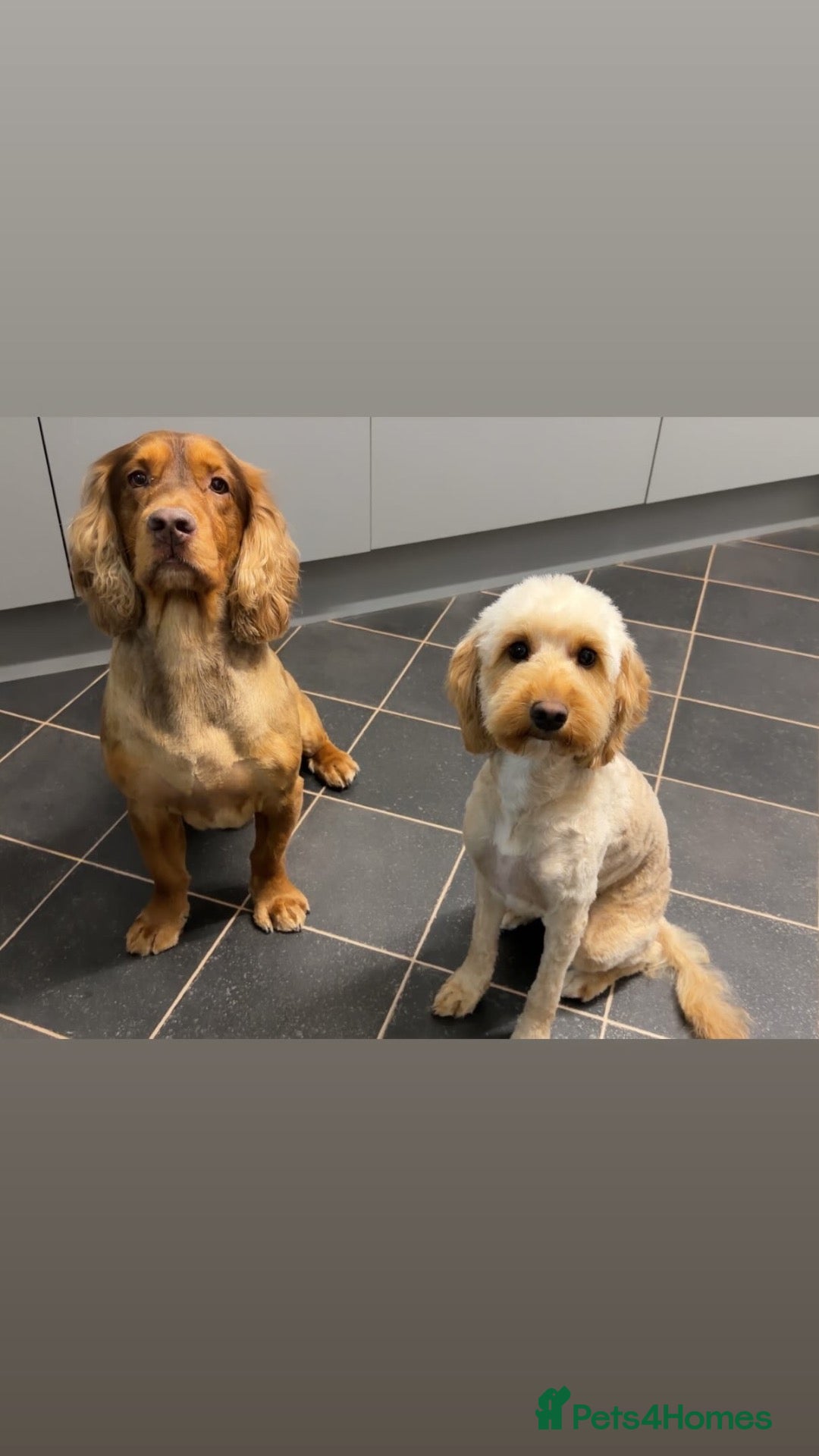 Cocker Spaniel dogs Proven Cocker Spaniel at Stud  - Advert 2