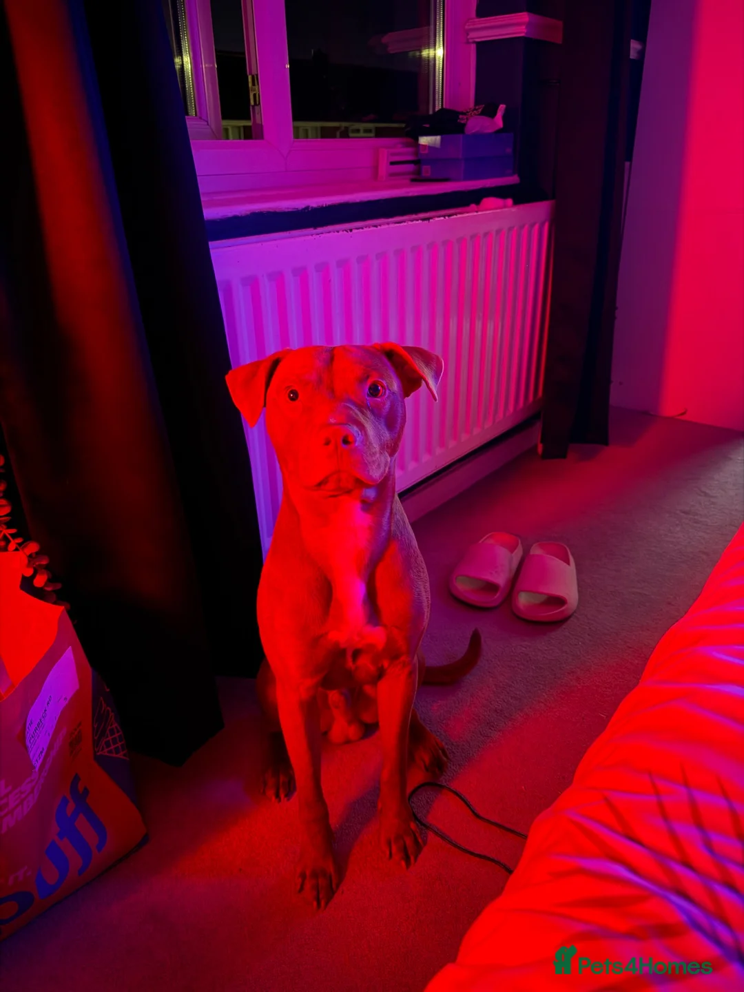 Mixed Breed dogs for sale: 11 Month Old Staffy Milo - Advert 15