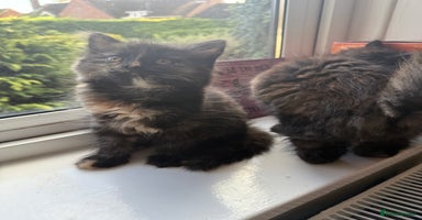 Persian cats - Advert 8