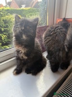 Persian cats - Advert 8