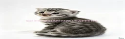Egyptian Mau cats for sale: TICA reg SNOW LEOPARD EGYPTIAN MAU X BENGAL  - Advert 20