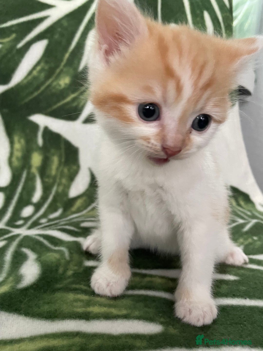 Mixed Breed cats for sale: 4 beautiful half persian kittens - Image 2