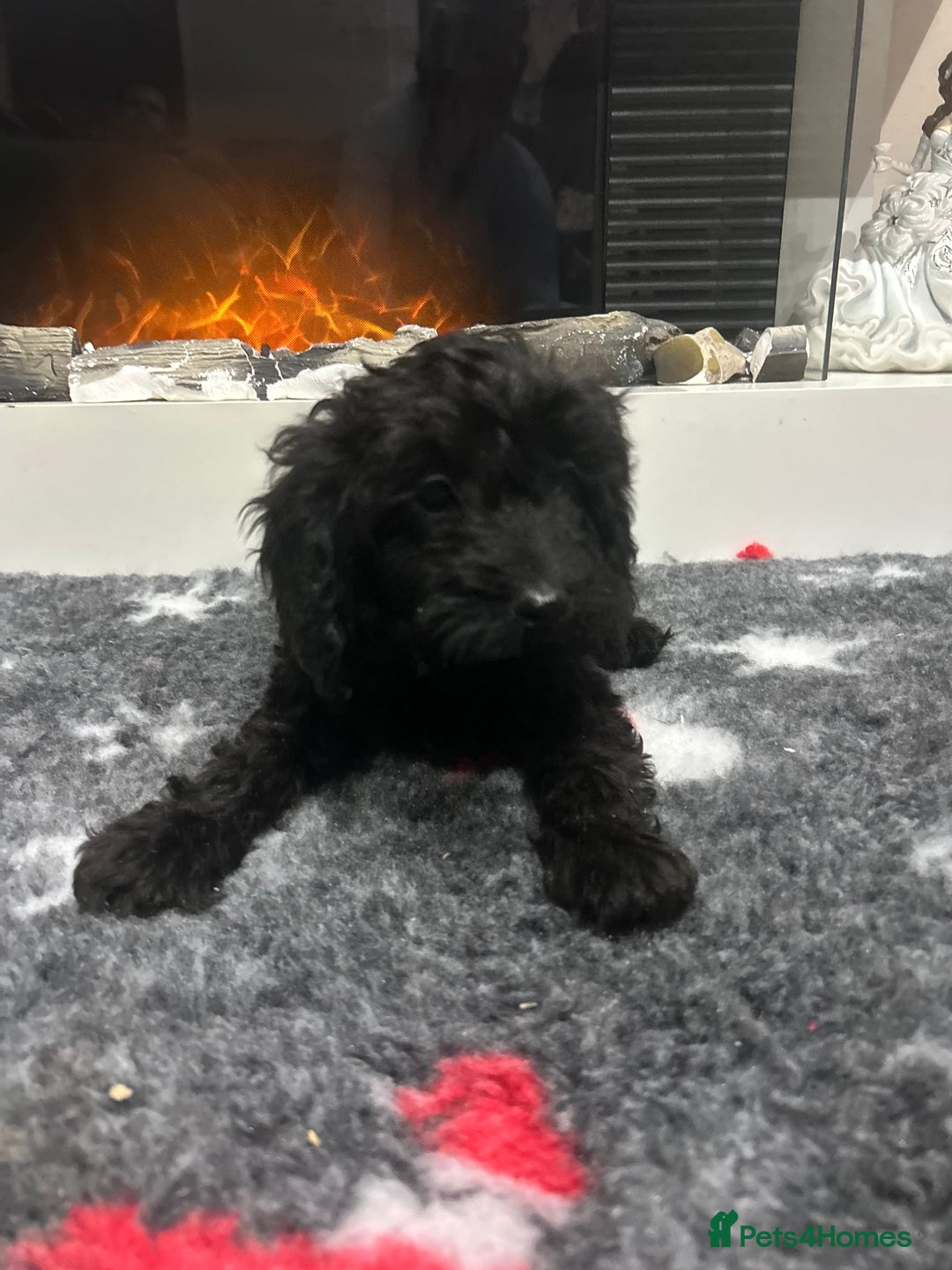 Cockapoo dogs for sale: F1B Cockapoos Pups - Advert 10