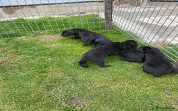 Labrador Retriever dogs for sale: Labrador pups - Image 6