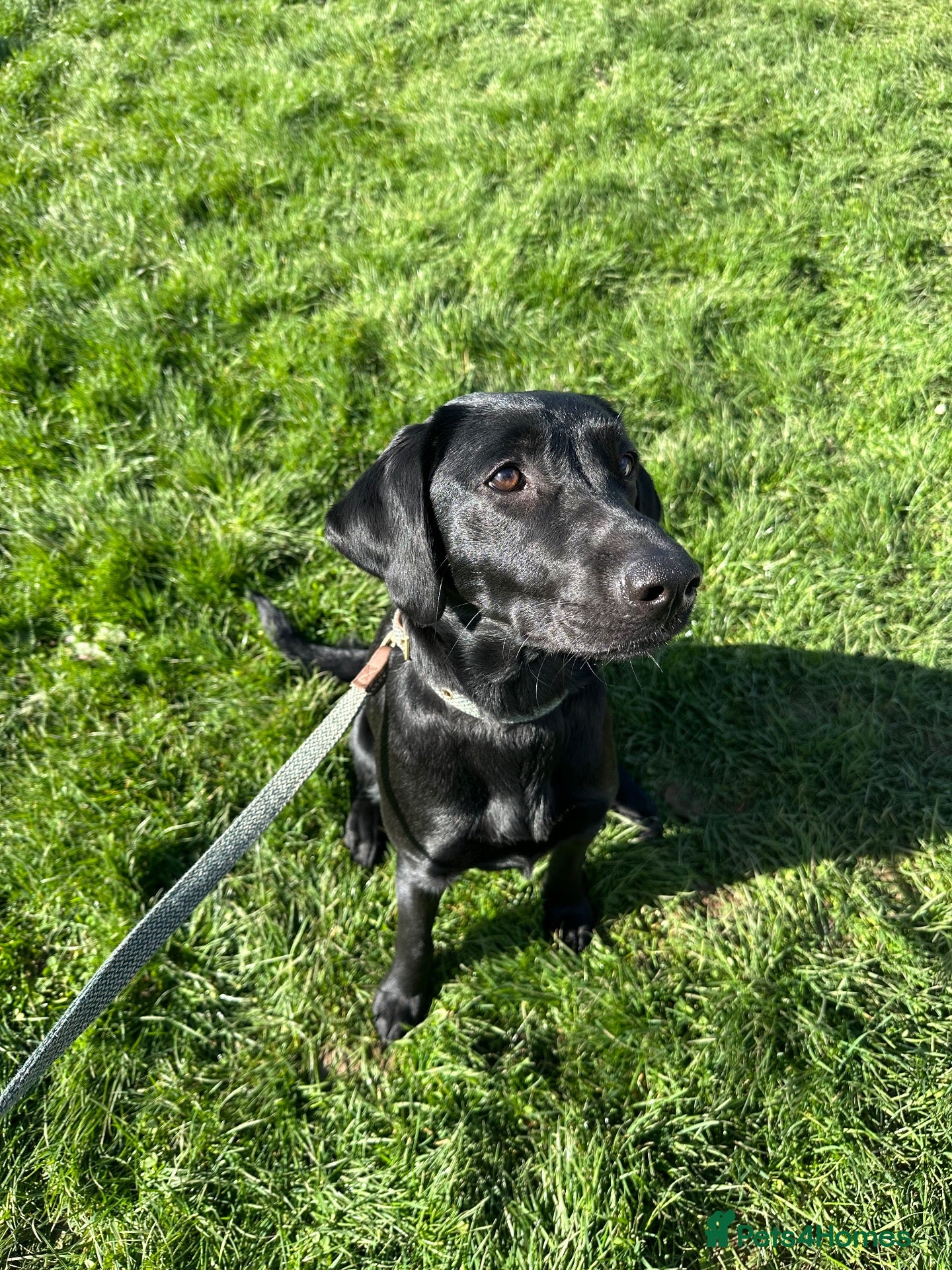 Labrador Retriever dogs Lollie The 1 Year Old Lab - Advert 1