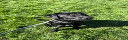 Labrador Retriever dogs for sale: Lollie The 1 Year Old Lab - Advert 1