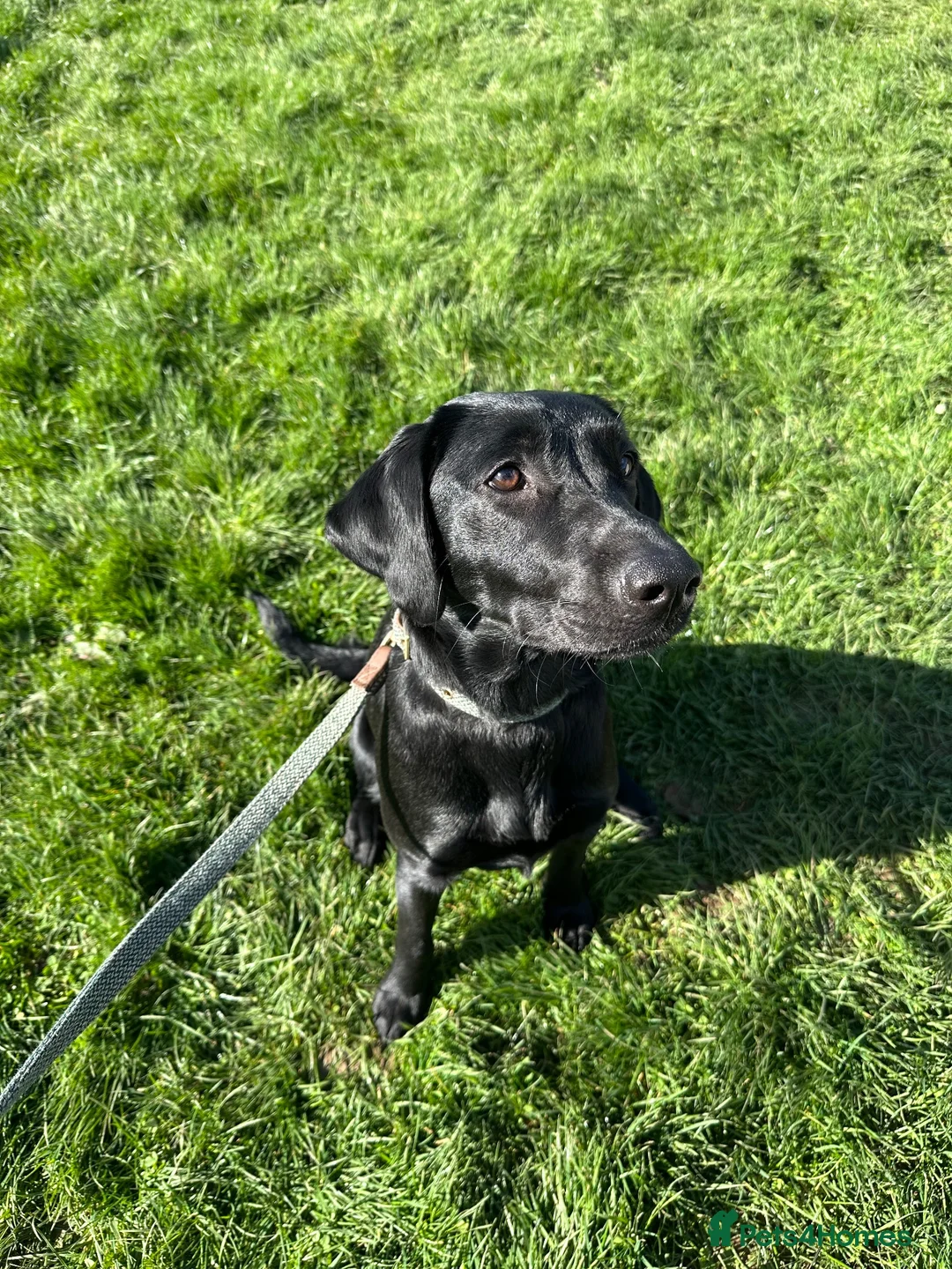 Labrador Retriever dogs for sale: Lollie The 1 Year Old Lab - Advert 1