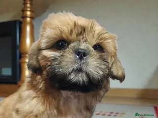 Shih Tzu dogs 💞 QUALITY STANDARD SHIH TZU 💞 - Advert 2