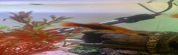 Platies fish for sale: Female platies for sale - Advert 7