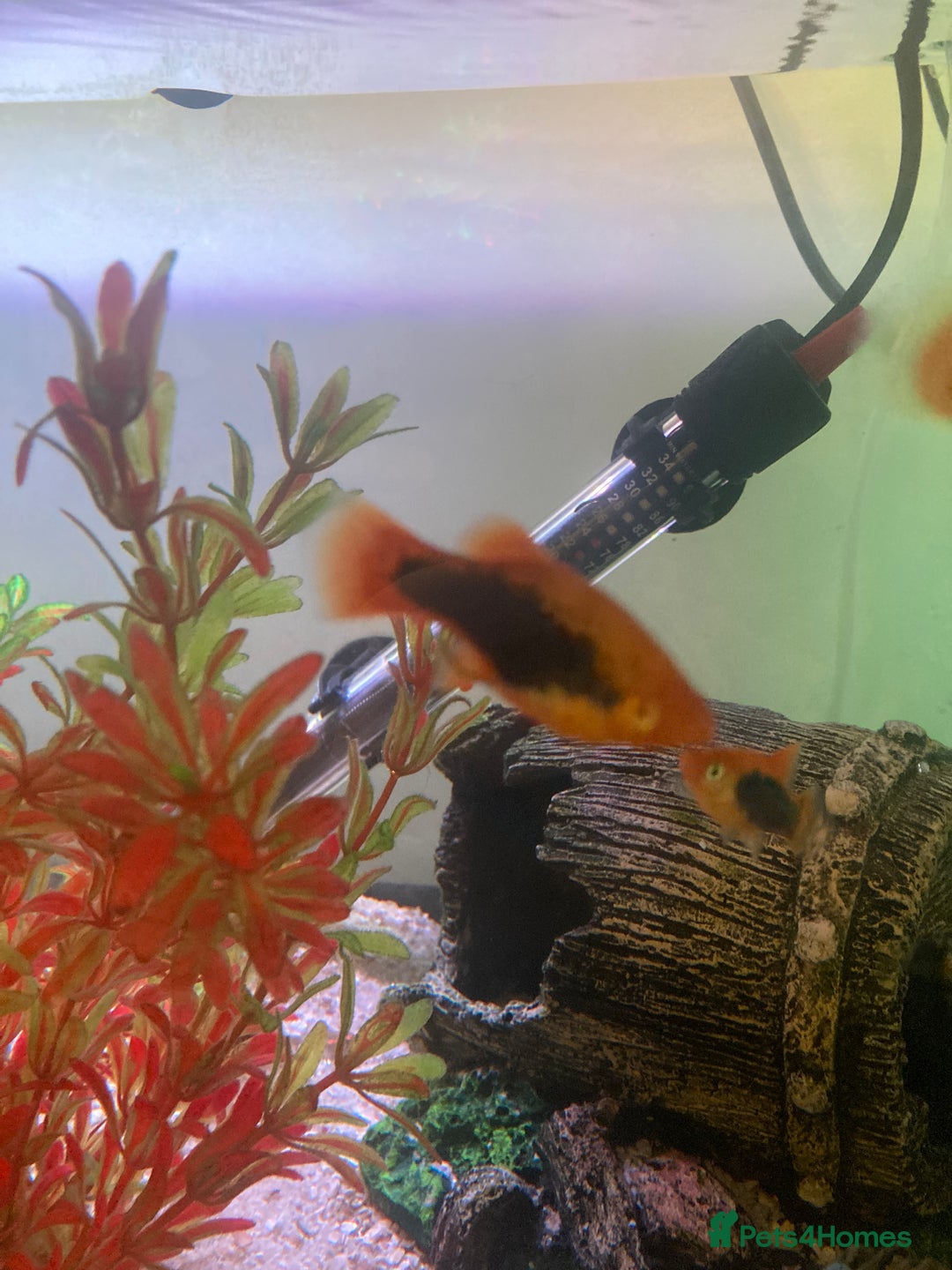Platies fish for sale: Female platies for sale - Advert 7