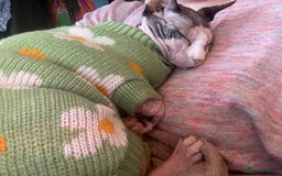 Sphynx cats for sale: 7 year old sphynx female to be rehomed - Image 5