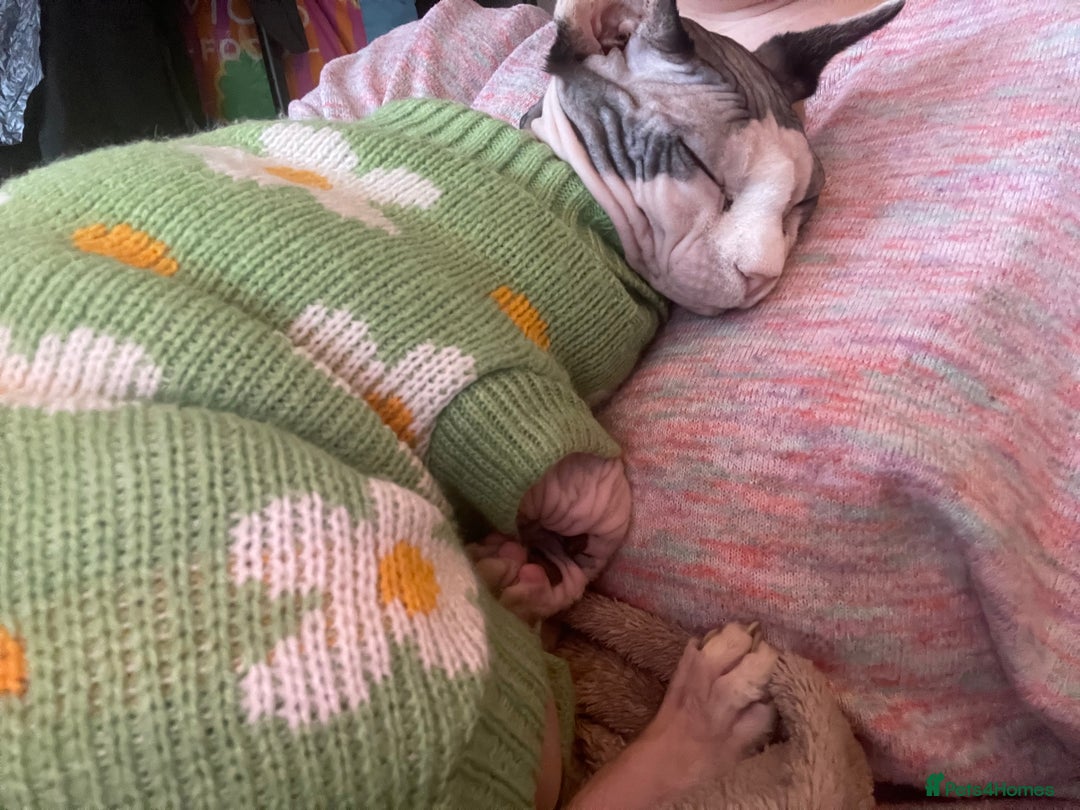 Sphynx cats for sale: 7 year old sphynx female to be rehomed - Image 5