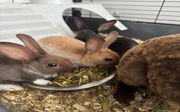 Rex rabbits for sale: Baby rex rabbits  - Image 4
