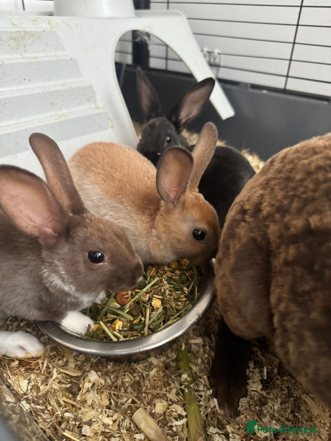 Rex rabbits for sale: Baby rex rabbits  - Image 4