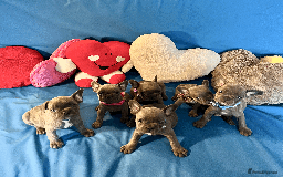 French Bulldog dogs for sale: Adorable Puppies Looking for a New Home! - Image 20