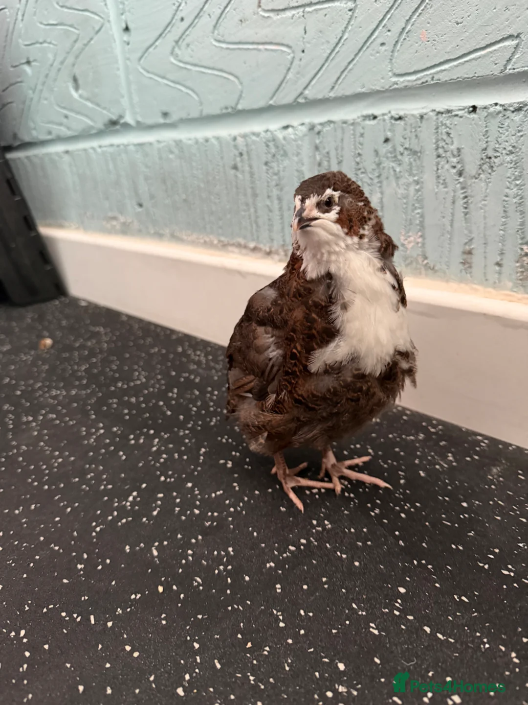 Quail poultry for sale: Coturnix/Japanise male Quail free - Advert 5