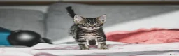 Mixed Breed cats for sale: REDUCED READY TO GO -  1 BOY/GIRL Tabby kittens  - Advert 17