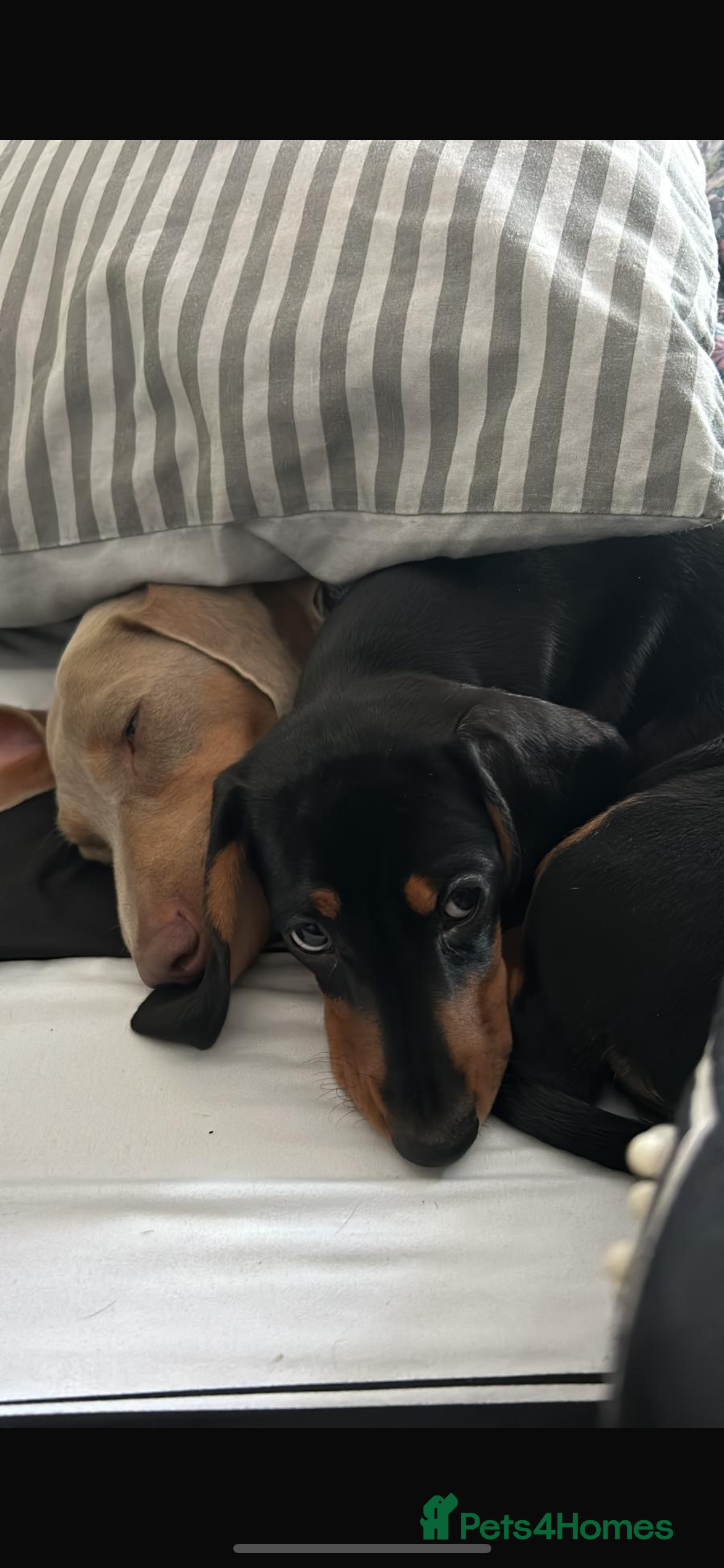 Miniature Dachshund dogs Miniature Dachshund 18 month Old Girl - Advert 3