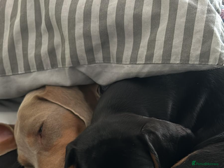 Miniature Dachshund dogs Miniature Dachshund 18 month Old Girl - Advert 11