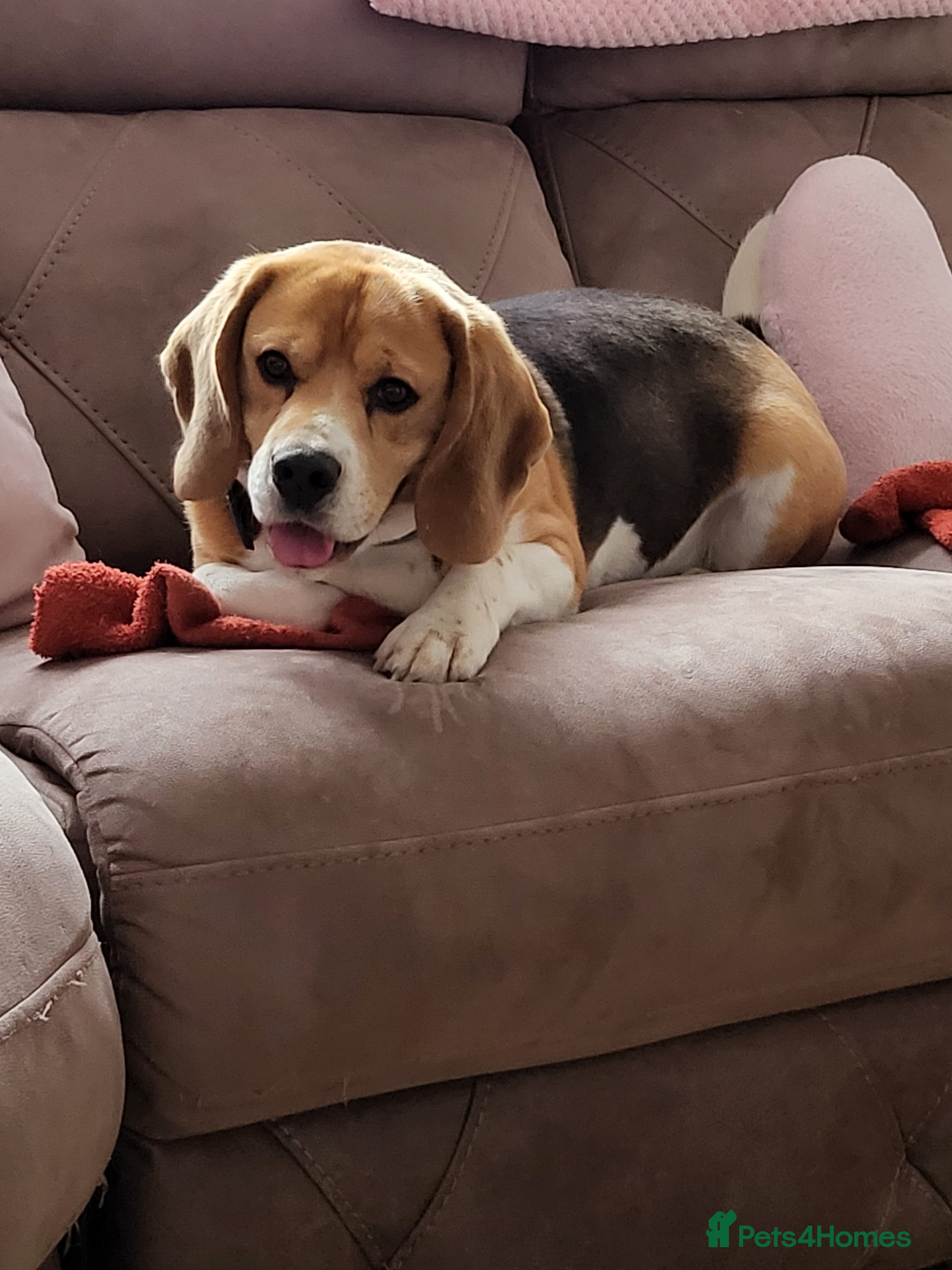 Beagle dogs KC Reg Pure Bred Tri coloured beagle male - Advert 3
