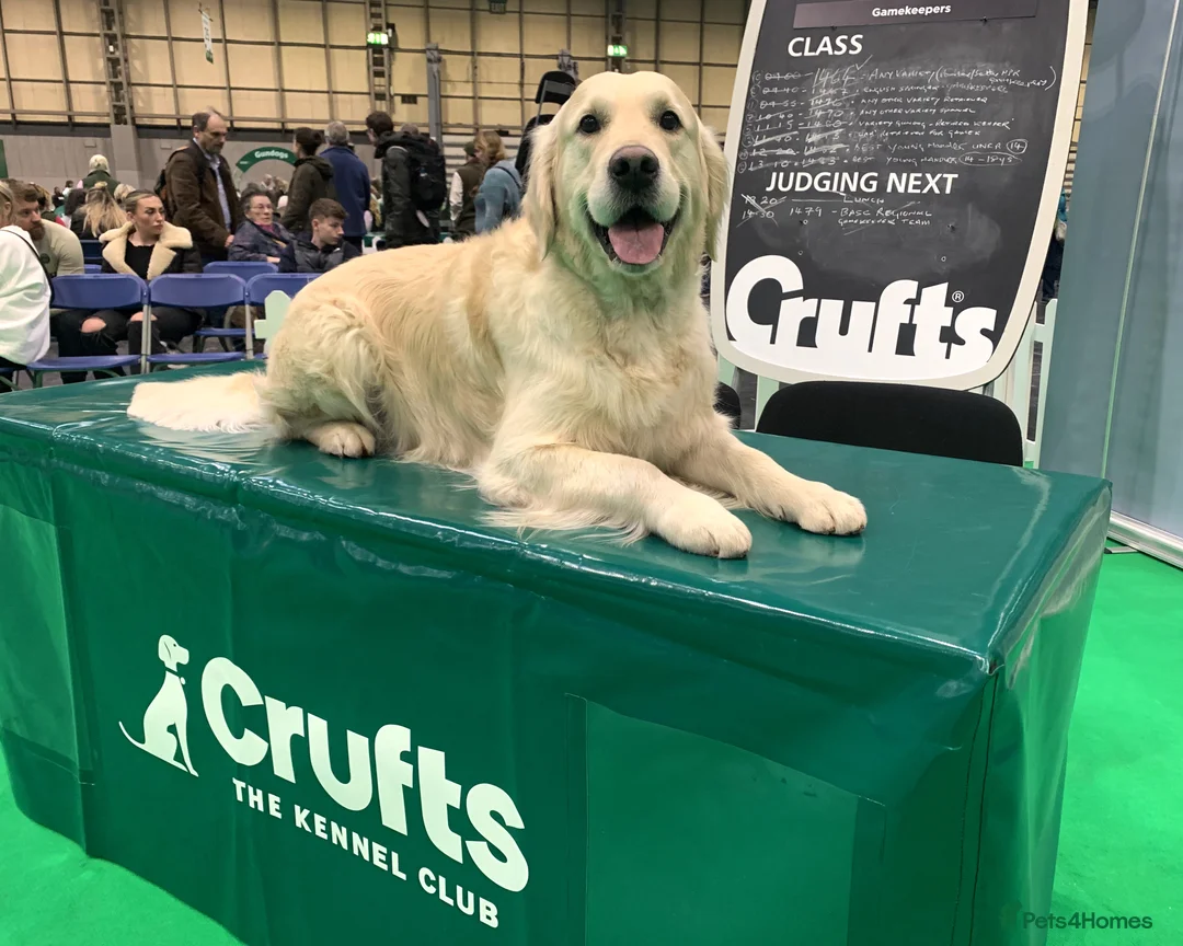 Golden Retriever dogs for stud: KC Reg, Health Tested, Crufts Qualified, Proven in Milton Keynes - Advert 6