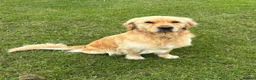 Golden Retriever dogs for sale: Buddy - Golden Retriever Seeking Forever Home in Ossett - Advert 5
